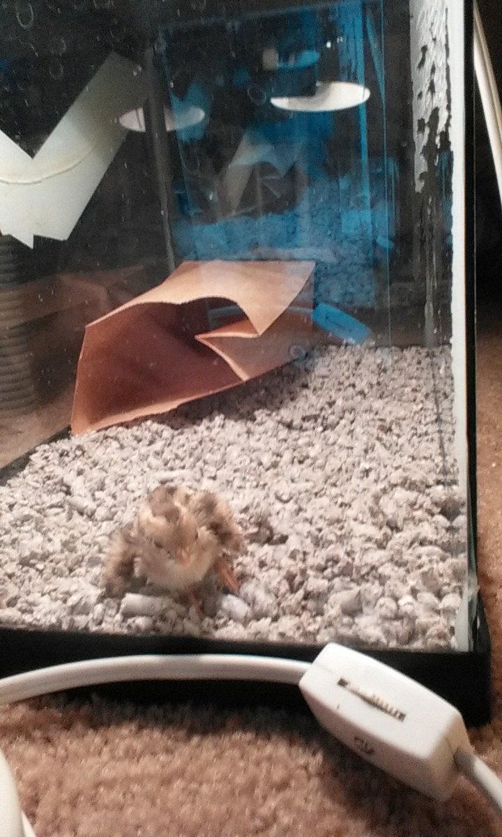 LBOW3's tweet photo. Was about to get ready for my show, but noticed my cat playing with something outside. Meet my new friend! #bbquail https://t.co/27ZTnp7JaL