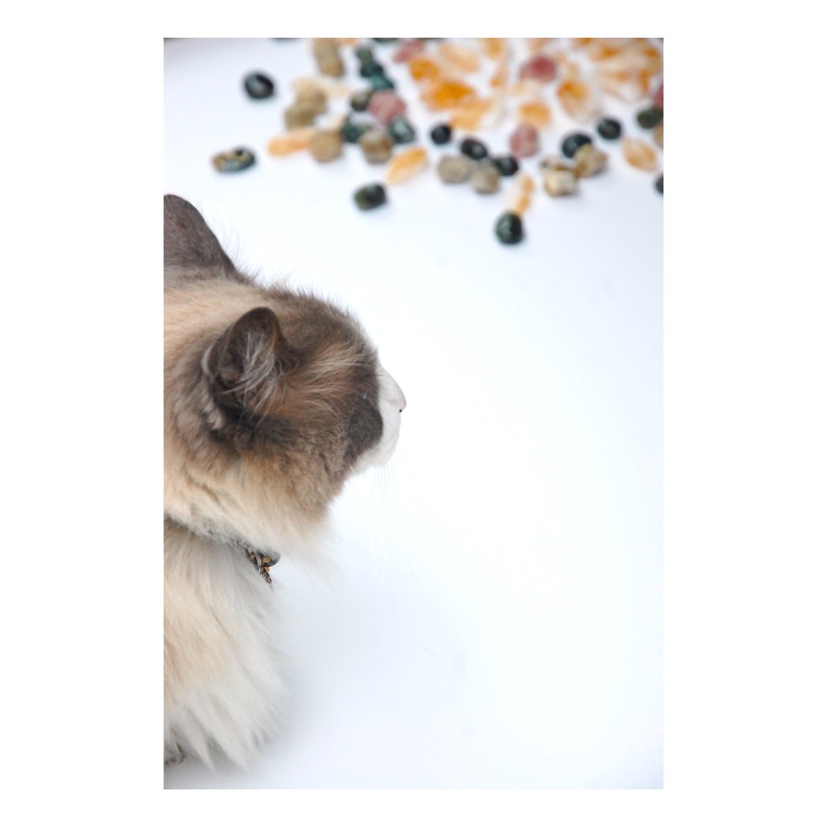 Gaia Collective tweet media