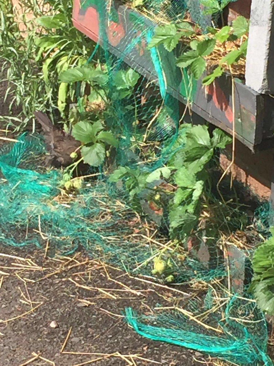 CaptJDad's tweet photo. "@FSLprep: Detective Flack solves the stolen strawberries mystery for P1! #birdthief https://t.co/C4HARcT4y5"  @Dollybirdsart name the bird