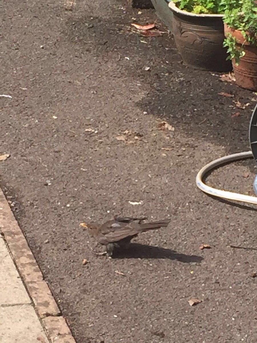 "<a href="/FSLprep/">Friends' School Lisburn - Preparatory Department</a>: Detective Flack solves the stolen strawberries mystery for P1! #birdthief "  <a href="/Dollybirdsart/">Dollybirds Art</a> name the bird