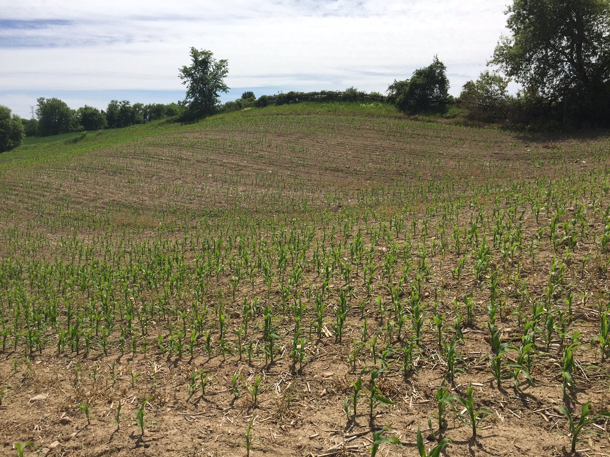 Cheech_Cheech's tweet photo. Non insecticide treated corn I'm convinced is going to take a 10 bu/acre yield hit due to variability #grainbugs https://t.co/Jve8wfF8zd