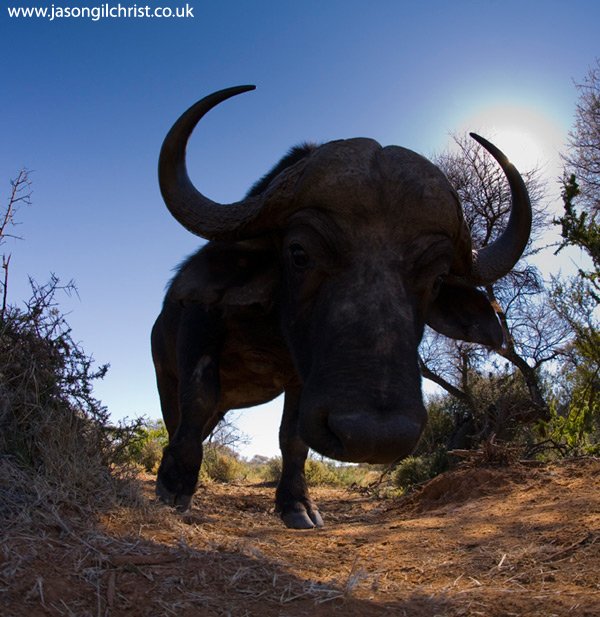jgilchrist13's tweet photo. Birder colleague. Heard rustle in bush. Crept fwd 2 c wot intrstn bird... Gored by buffalo. Survivd. #FieldWorkFail https://t.co/Vox0NxsNnr