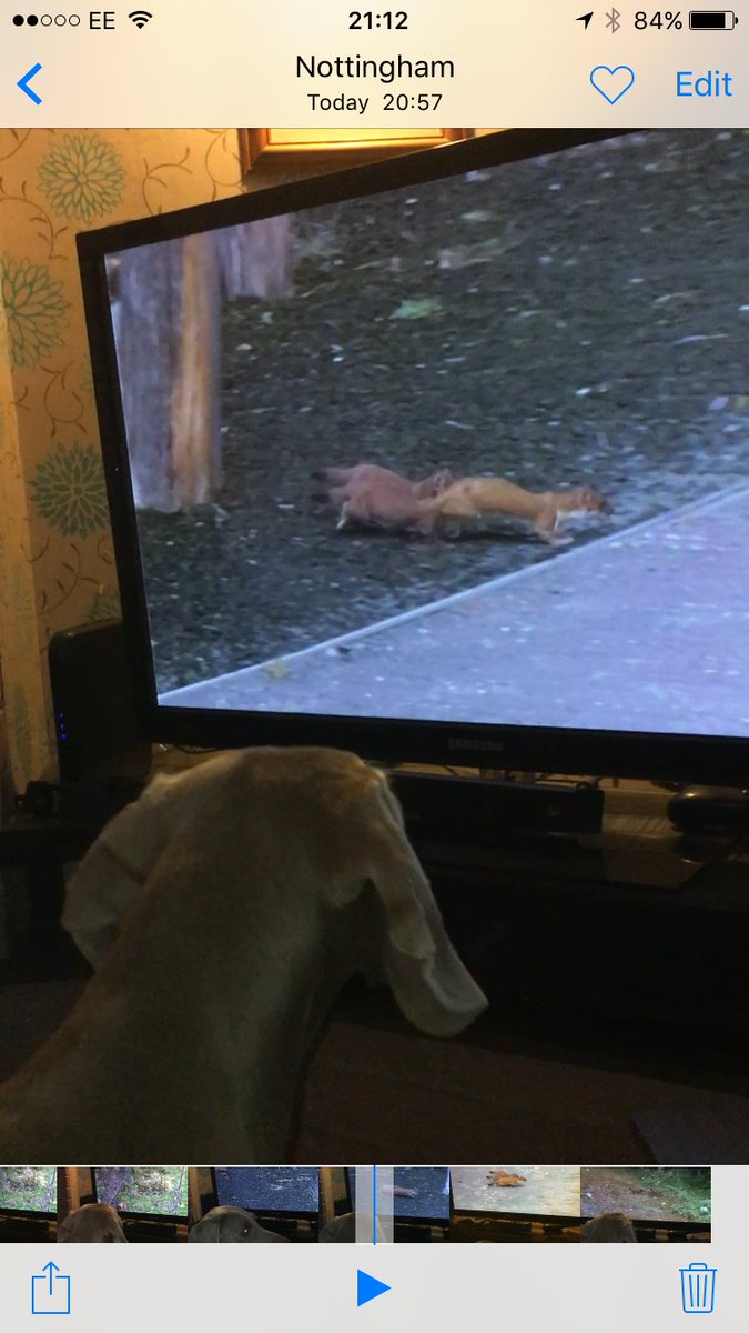 Wayneholt75's tweet photo. @BBCSpringwatch 

Our puppy watching spring watch https://t.co/K38T0DrKwK