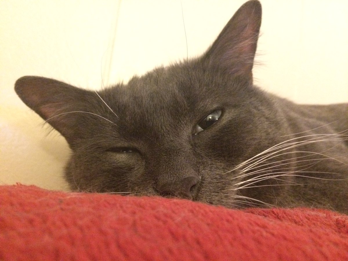 xDrMittens's tweet photo. Why so close to muh face? #cats #CatsOfTwitter #drmittens #annoyed https://t.co/q61n5IgHb6