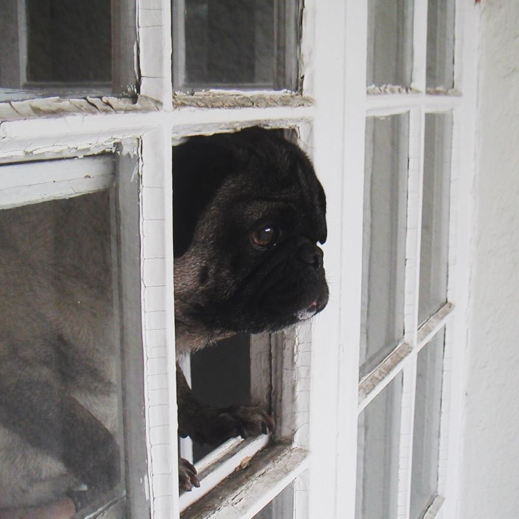 mostlypug's tweet photo. 2008. Contemplative Dexter. #pugsofinstagram #oldpug #LSSC #longtonguedmostlypug https://t.co/W6xVGK9rVz https://t.co/VgRaWuG7PI