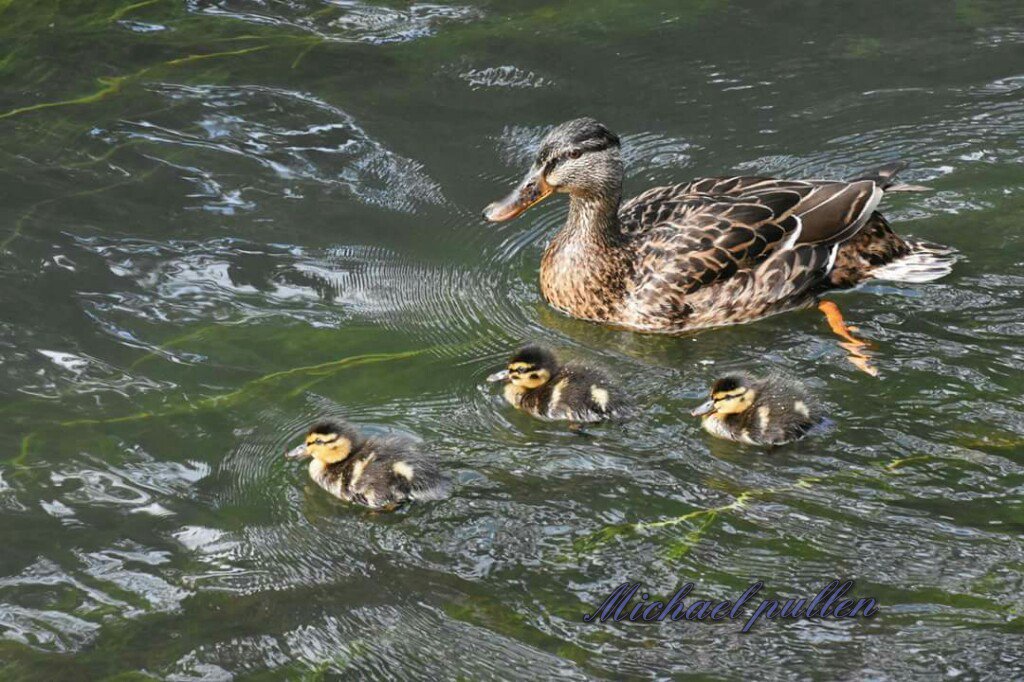 dynamitemike747's tweet image. 