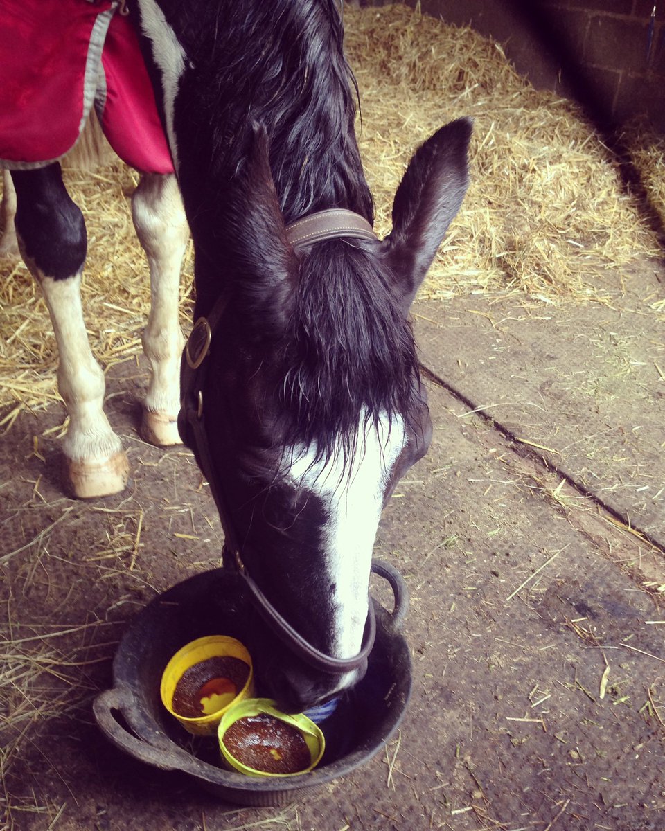Lucie85's tweet photo. @Horslyx when you can't decide which pudding to choose so you order all three! #happypony #treat https://t.co/iWNbnd1yOh
