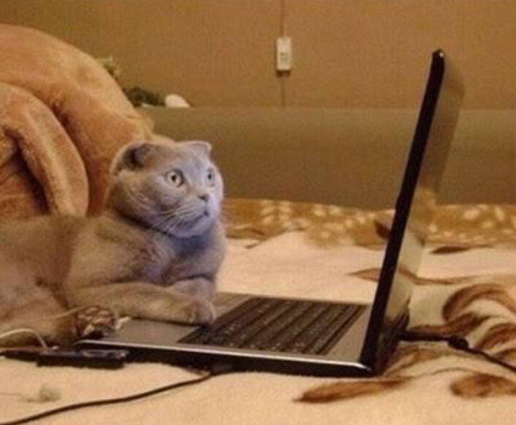 GNWrocks's tweet photo. Just checked the calendar and realized we play @OnTheRocksEdm in 2 days!!! #fridaynight #saturdaynight #meow https://t.co/i6wtd30DLM
