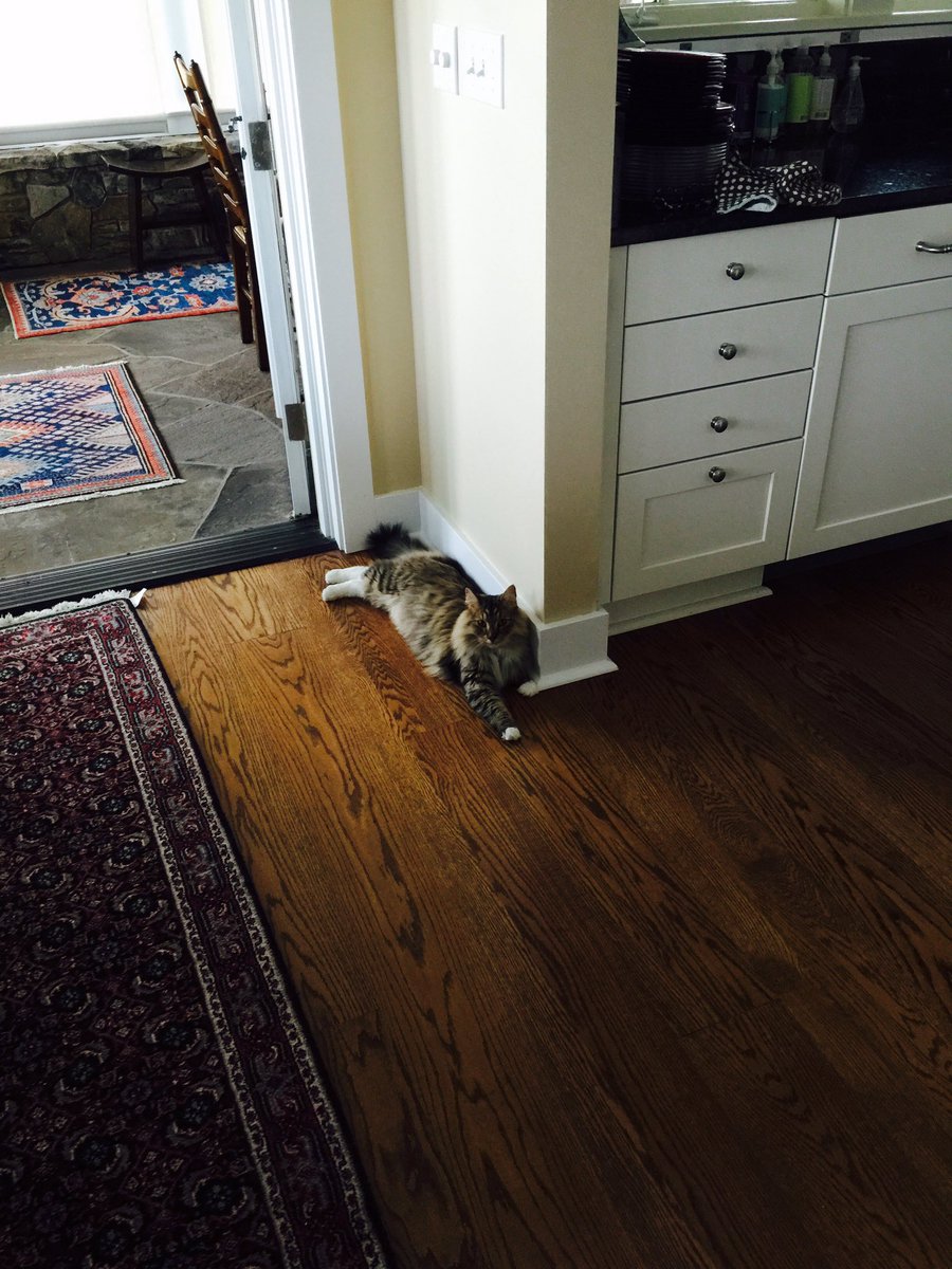 EddyLads's tweet photo. Little boop is all settled in at my parents while I'm in KY this weekend ππ #DaBeans https://t.co/RmoQgvEQou