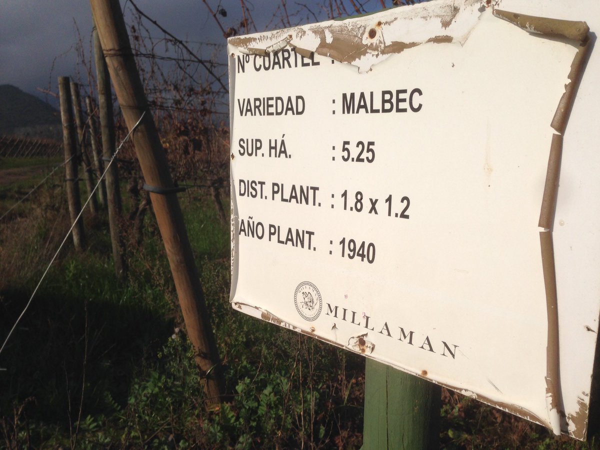 alex_millaman's tweet photo. Con sabiduría el buen vino existe en Millaman, bienvenido Paya Malbec 2016 https://t.co/rur8Tcg52R