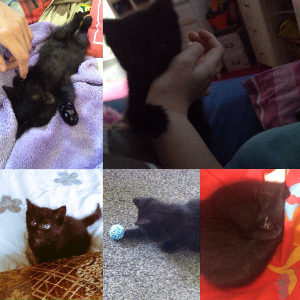 kittenKookiee's tweet image. Read before RPing please!