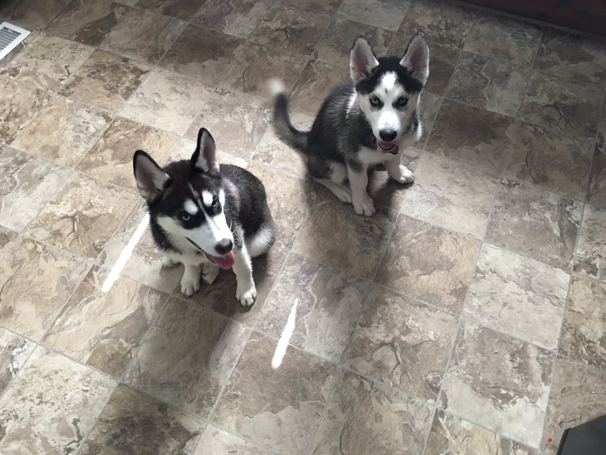 Food 🐶🐶 #huskies #Atlantahuskyclub #Atlanta #thehuskymaggie
