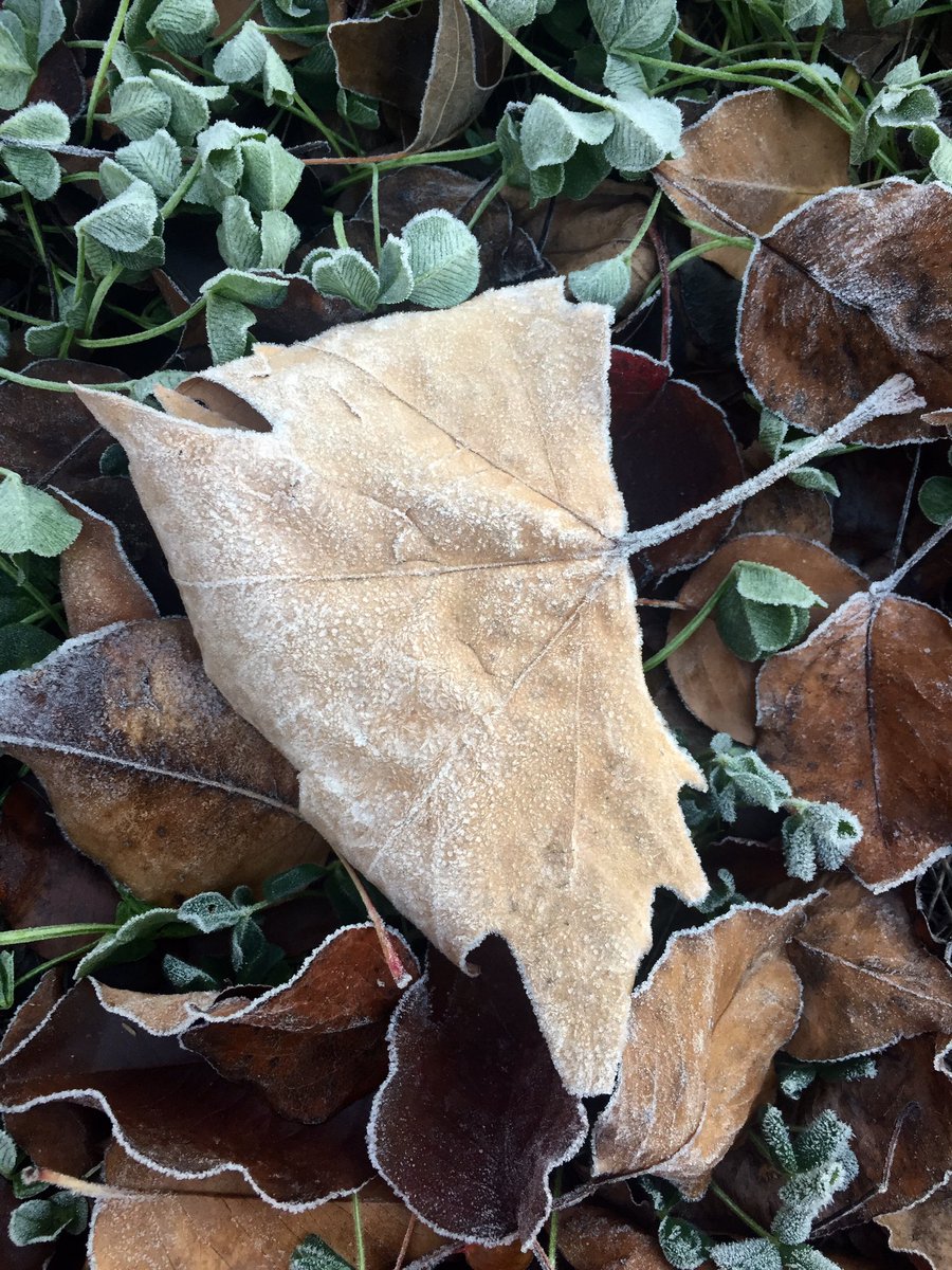 ShintaBenilda's tweet photo. Frosty morning in #Canberra. #bungaes #dingin #dinginbanget pohon udah mulai #botak ❄️ https://t.co/YoAnyqxJgM