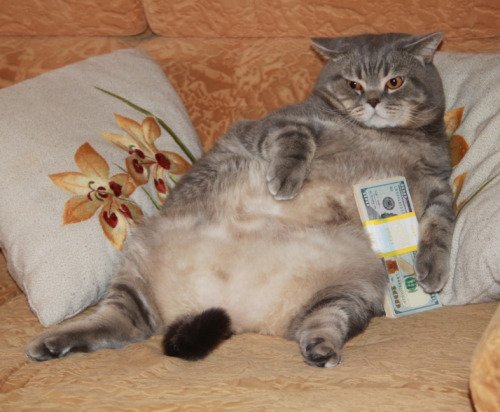 purrivilege's tweet image. got game by the pound