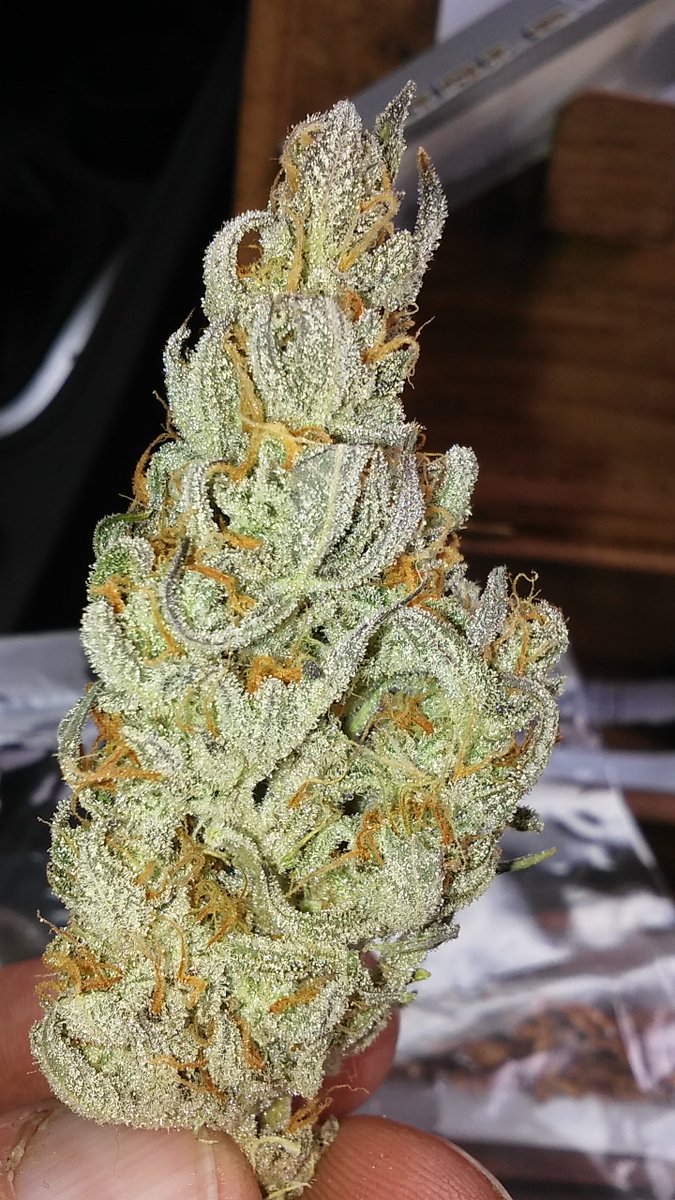 420rab's tweet photo. NYC diesel #stayhigh https://t.co/bm8uH0F8dz