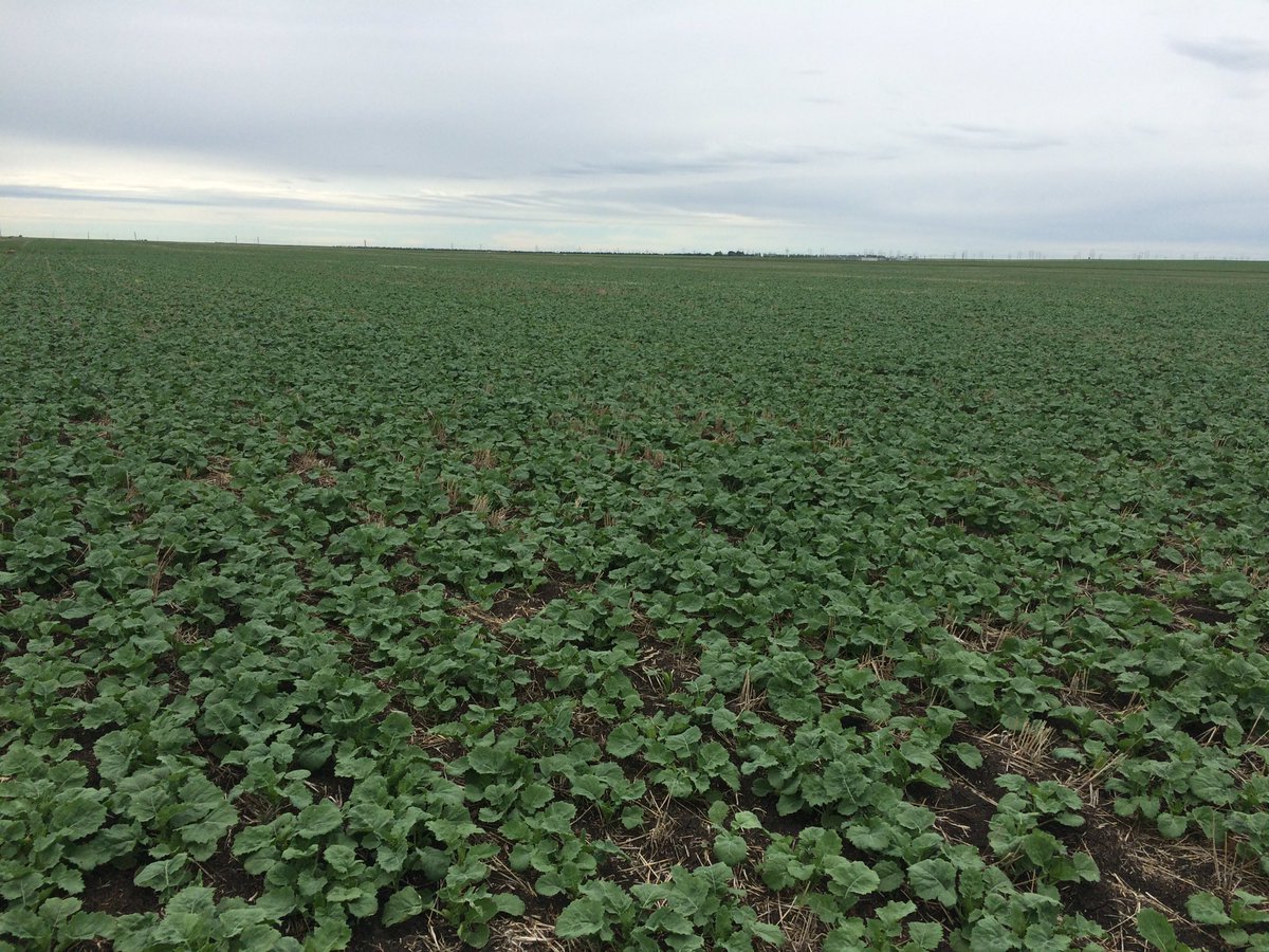 CarolynWilsonAg's tweet photo. @CamCanola your cousin #SY4135 just north of Regina starting to fill in nicely https://t.co/5BUhPmaaIt
