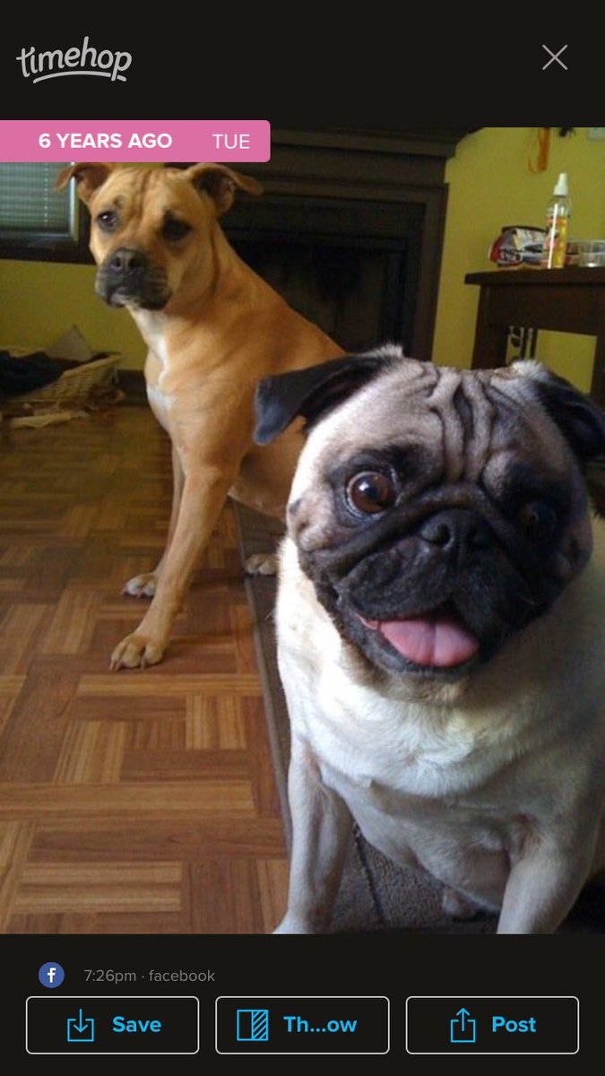 yourplaceatl's tweet photo. @purinacanada #DentalifeSmile #dls187 https://t.co/8hU2AUYyww