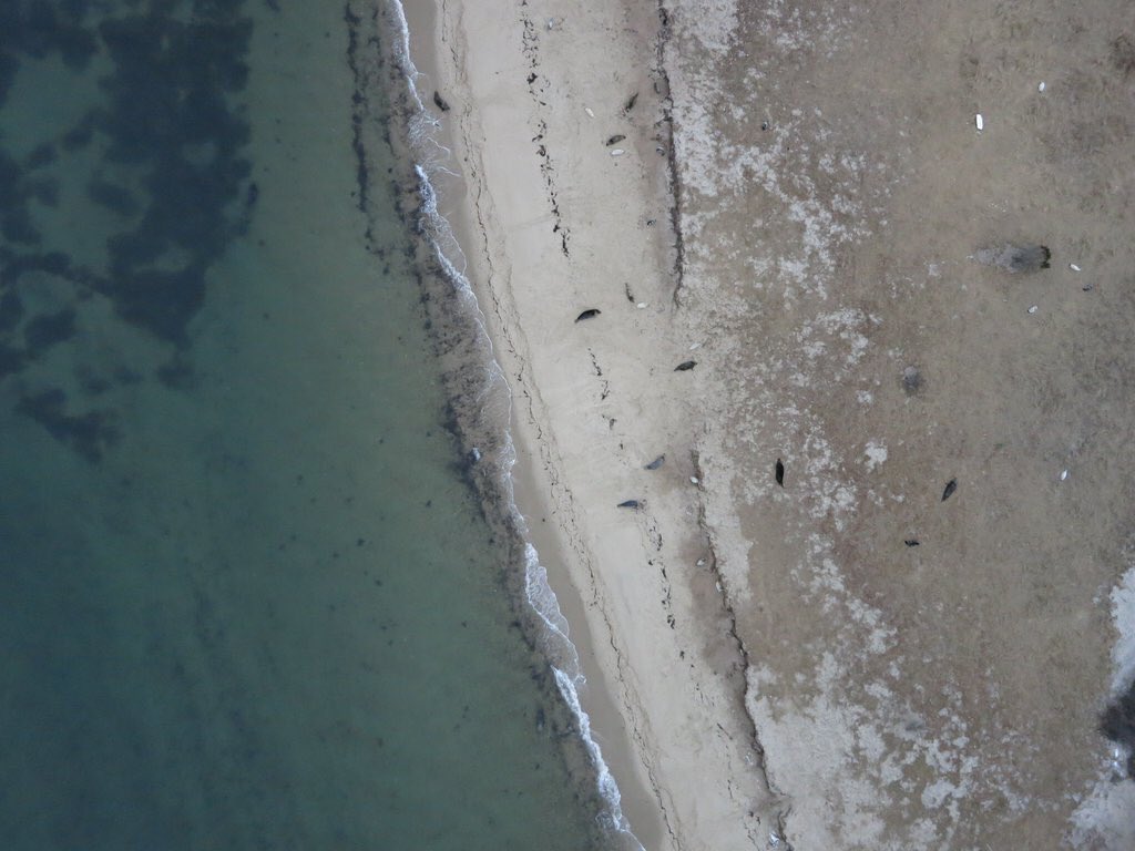 MarineUAS's tweet photo. Showing @fgraff4 the amazing data we can collect w/ research drones. Learn more on #NCScienceNow. Watch for air date https://t.co/7fU3MdoaWp