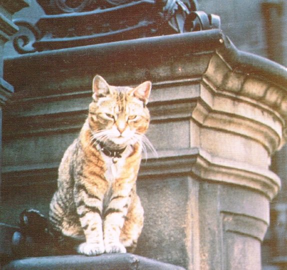 bookish_cats_aye tweet media