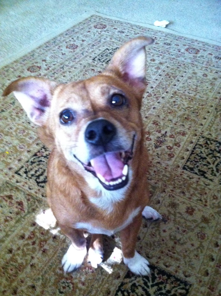 Waiting for me to come home...all the time #TheSecretLifeOfPets #Houston