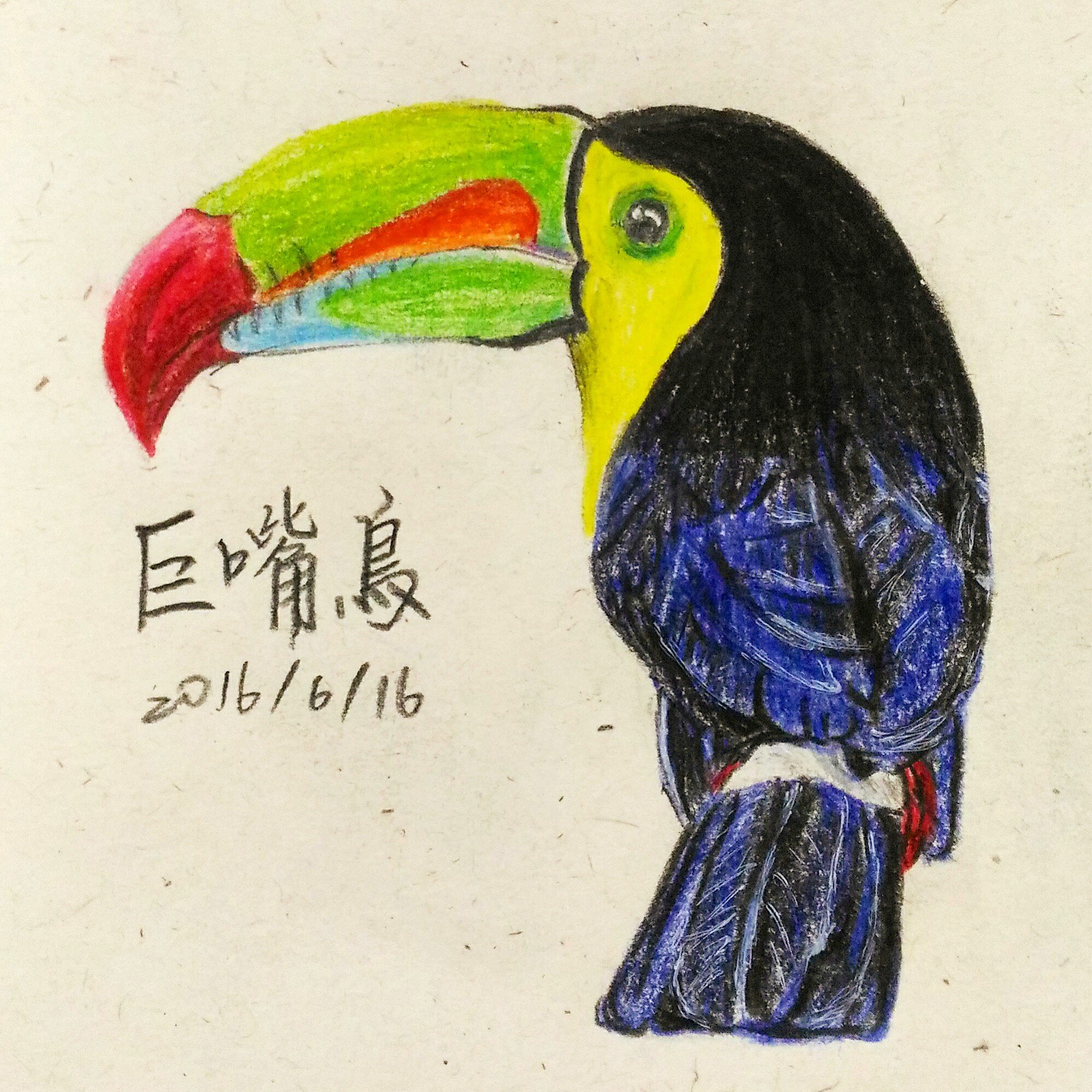 巨嘴鳥 Twitter Search Twitter