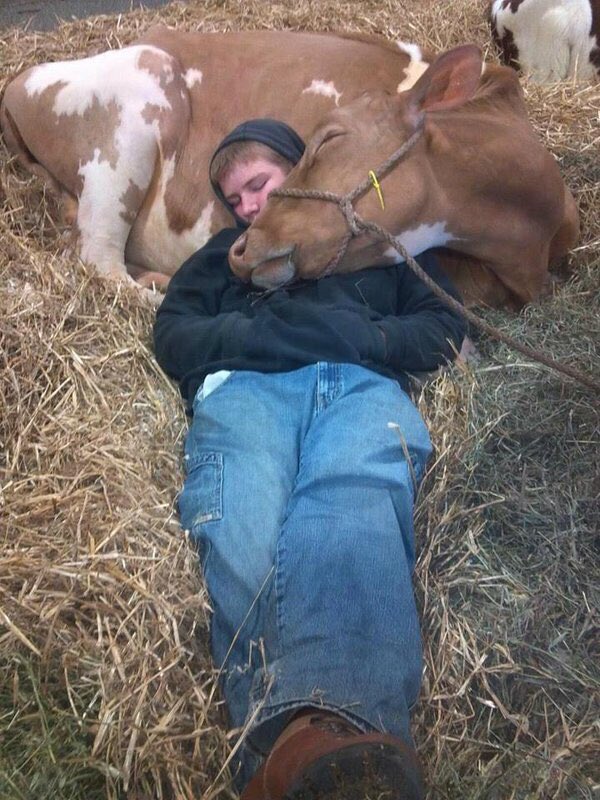 jan_neff_ault's tweet photo. @Fascinatingpics @KennedyNation There are good people in the world. #blesshim #cutestcowever #notafarmgirl https://t.co/93bqerODGB