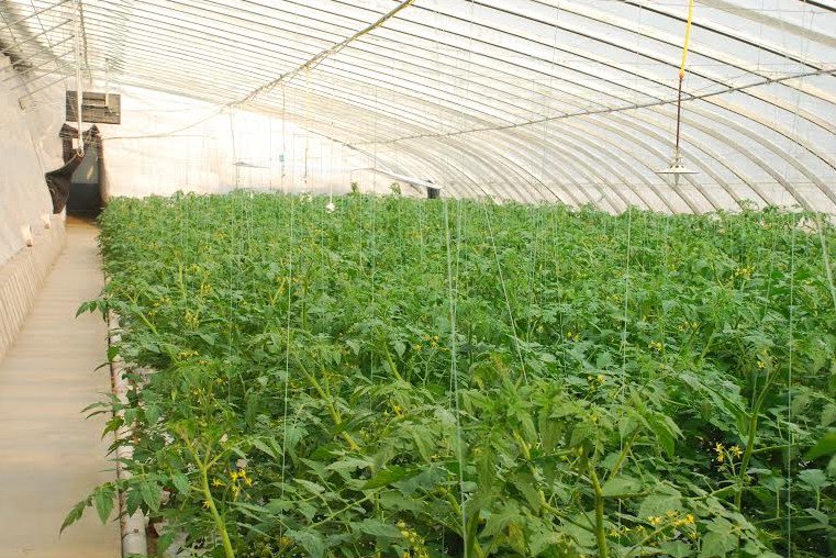HortiBiz's tweet photo. 1st greenhouse project of IDC International https://t.co/MdgG4rfB0v https://t.co/sOMnc8fCTR