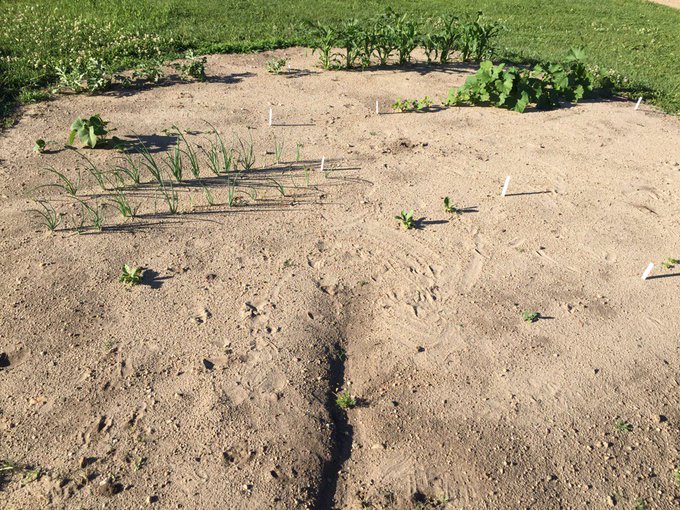 It's growing😊 https://t.co/X5mnpzf0dN