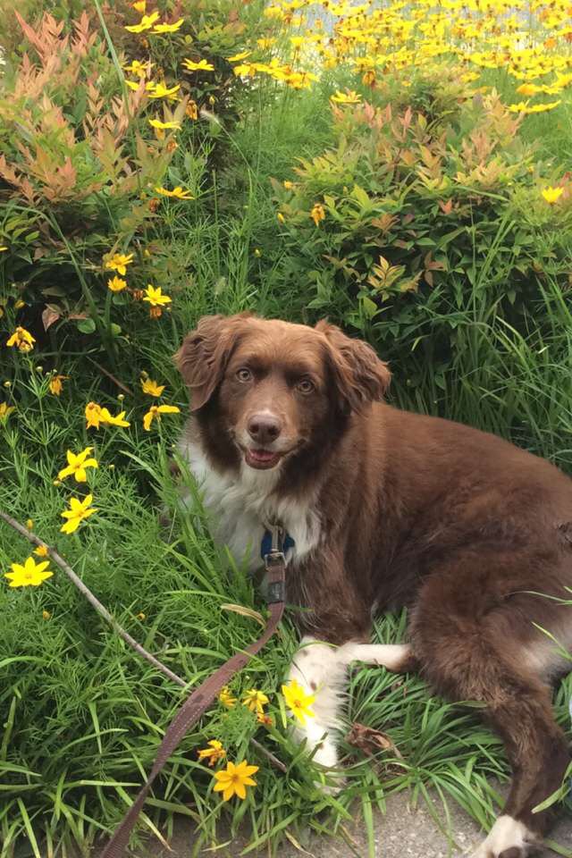 PRR_Burke's tweet image. What makes our fun runs so special? Rain. #DogsWhoRun #bark