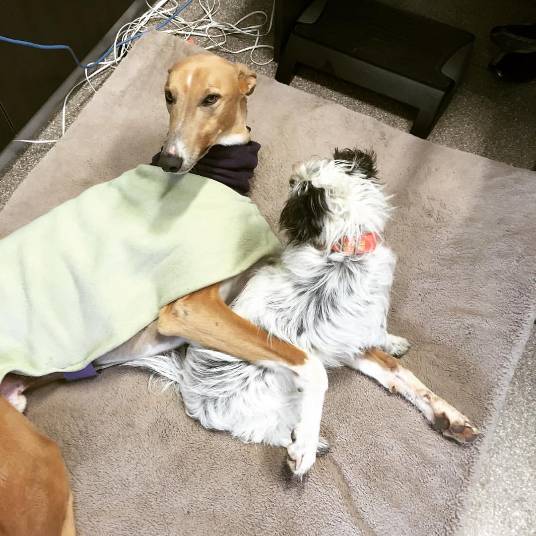 GAP_VIC's tweet photo. Davey loves his little mate Spike! #davethegreyhound #bestfriend #gapvic https://t.co/PmVkAavIPM https://t.co/opcQpeGroS