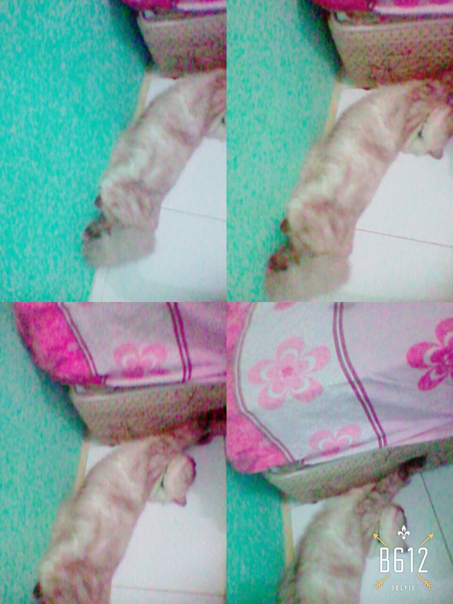 Mitha Bernika (@mithabernika2) on Twitter photo 