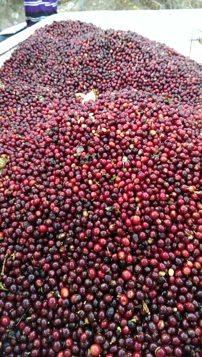 melodycoffee's tweet photo. Sign up for our subscription service and get 10% off. Use discount code #makemelody 
https://t.co/Pt81YXTfYs https://t.co/4mnSAs9iiK