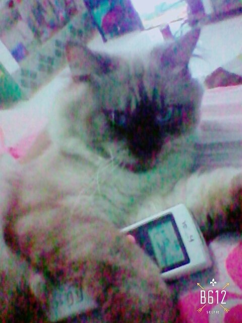 Mitha Bernika (@mithabernika2) on Twitter photo 