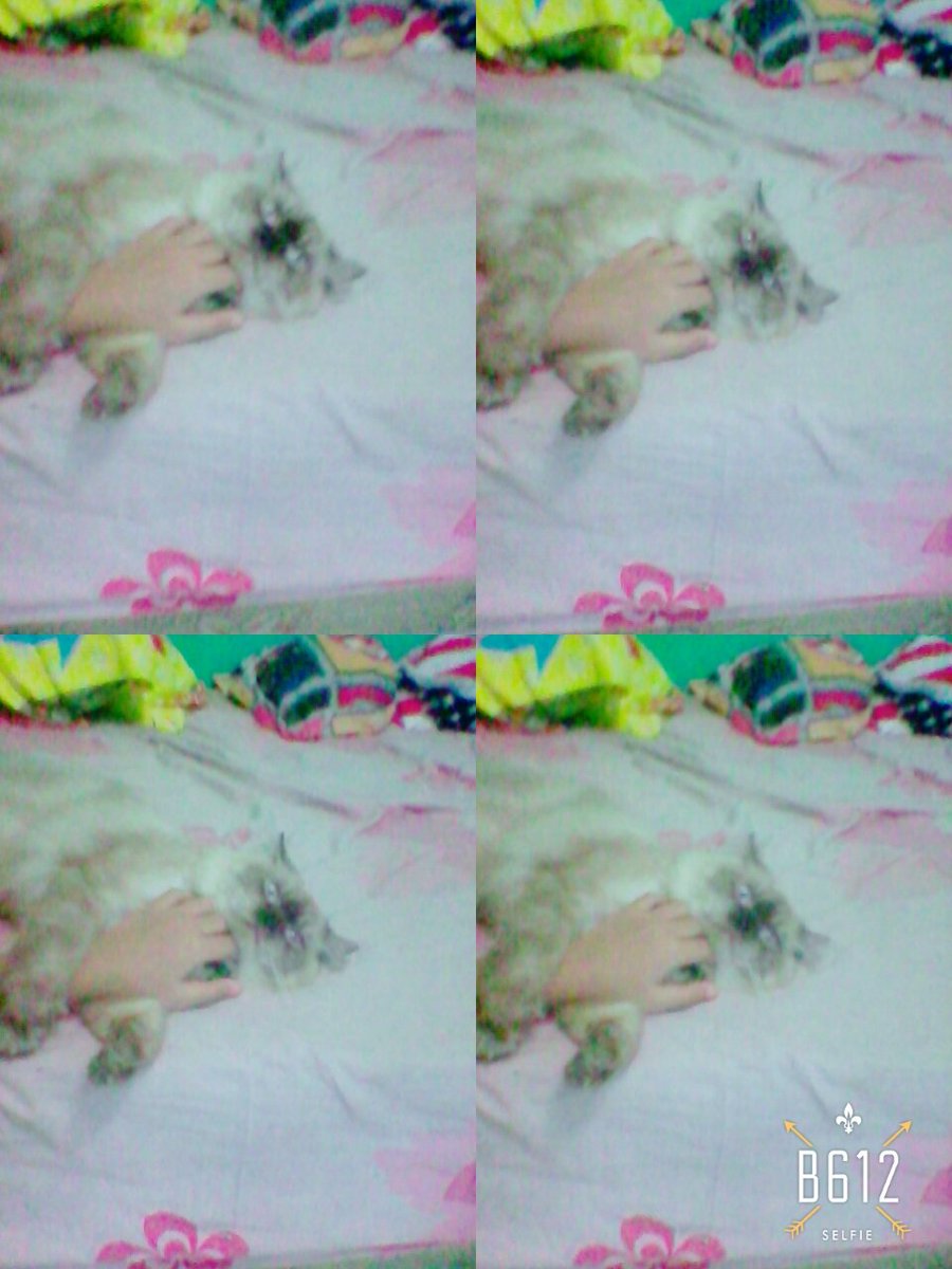 Mitha Bernika (@mithabernika2) on Twitter photo 