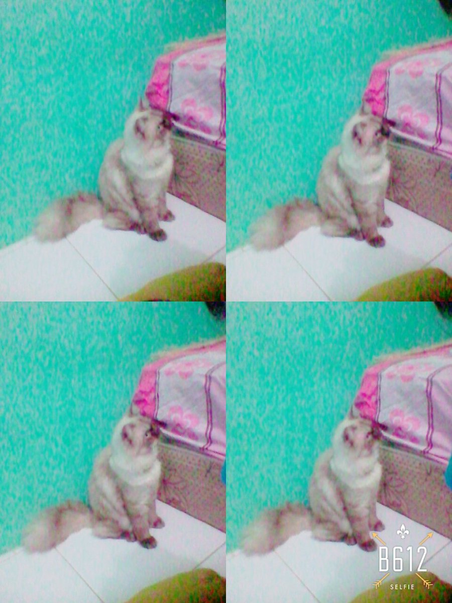 Mitha Bernika (@mithabernika2) on Twitter photo 