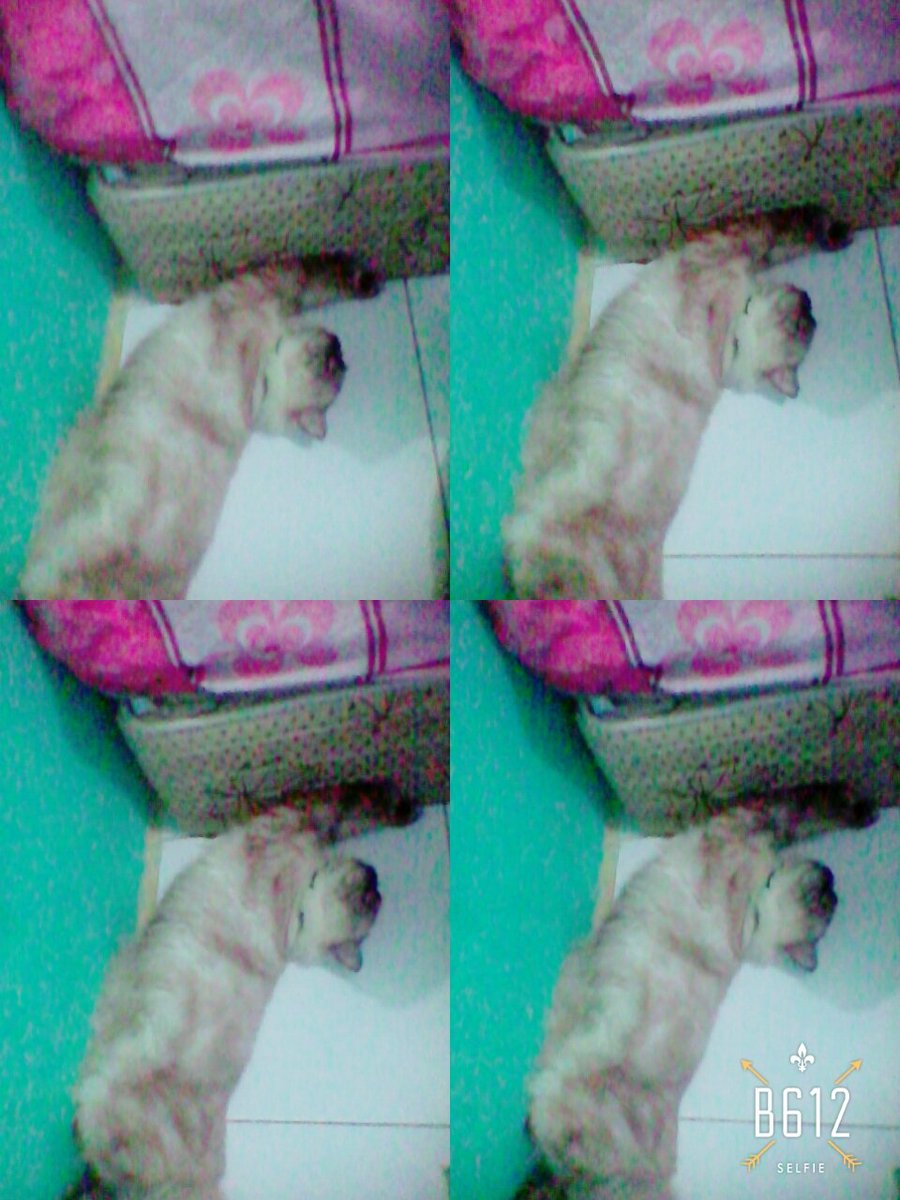 Mitha Bernika (@mithabernika2) on Twitter photo 