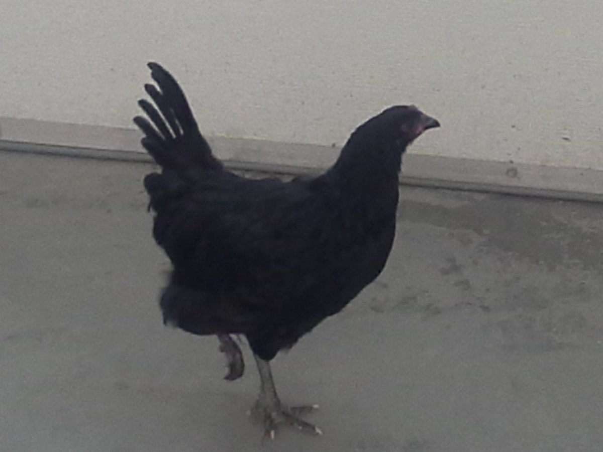 iceworksNW's tweet photo. That moment when you find a random stray chicken in your workspace... 🐔 https://t.co/f2kP4BTpve