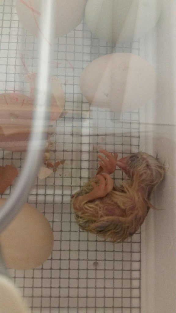 CPESCougars's tweet photo. She's here!!! Our newest family member #babychicks #MsRobertsclass https://t.co/AdWTNiNpwP