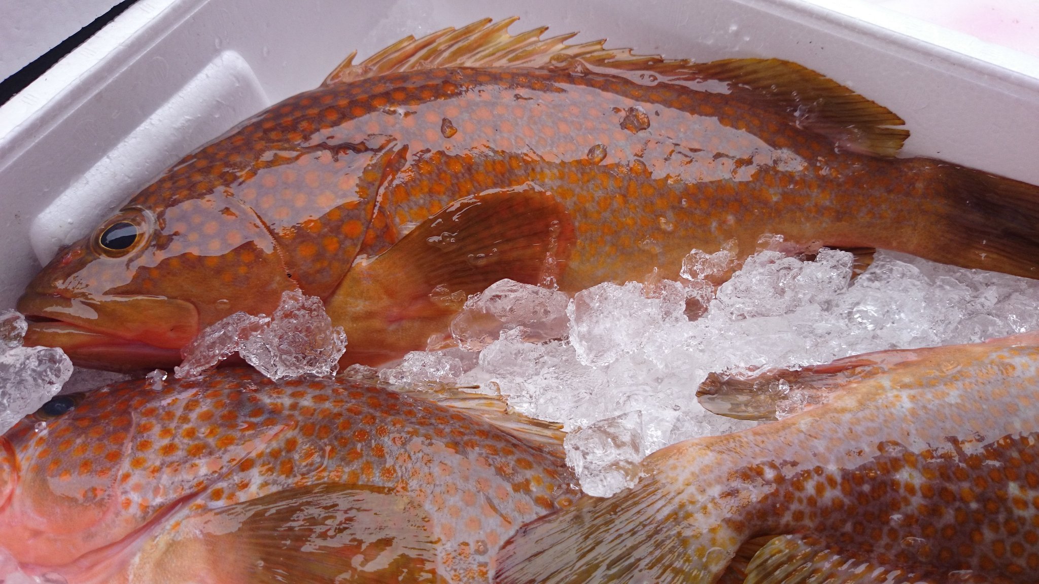 社長目利きの 能登の地魚宅配便 本日の社長便は 能登町宇出津より ナメラ です キジハタっていう魚 ですが 石川ではハタはぜ んぶナメラです ちょっとヌメってるからかな T Co Tjhkywmene Twitter