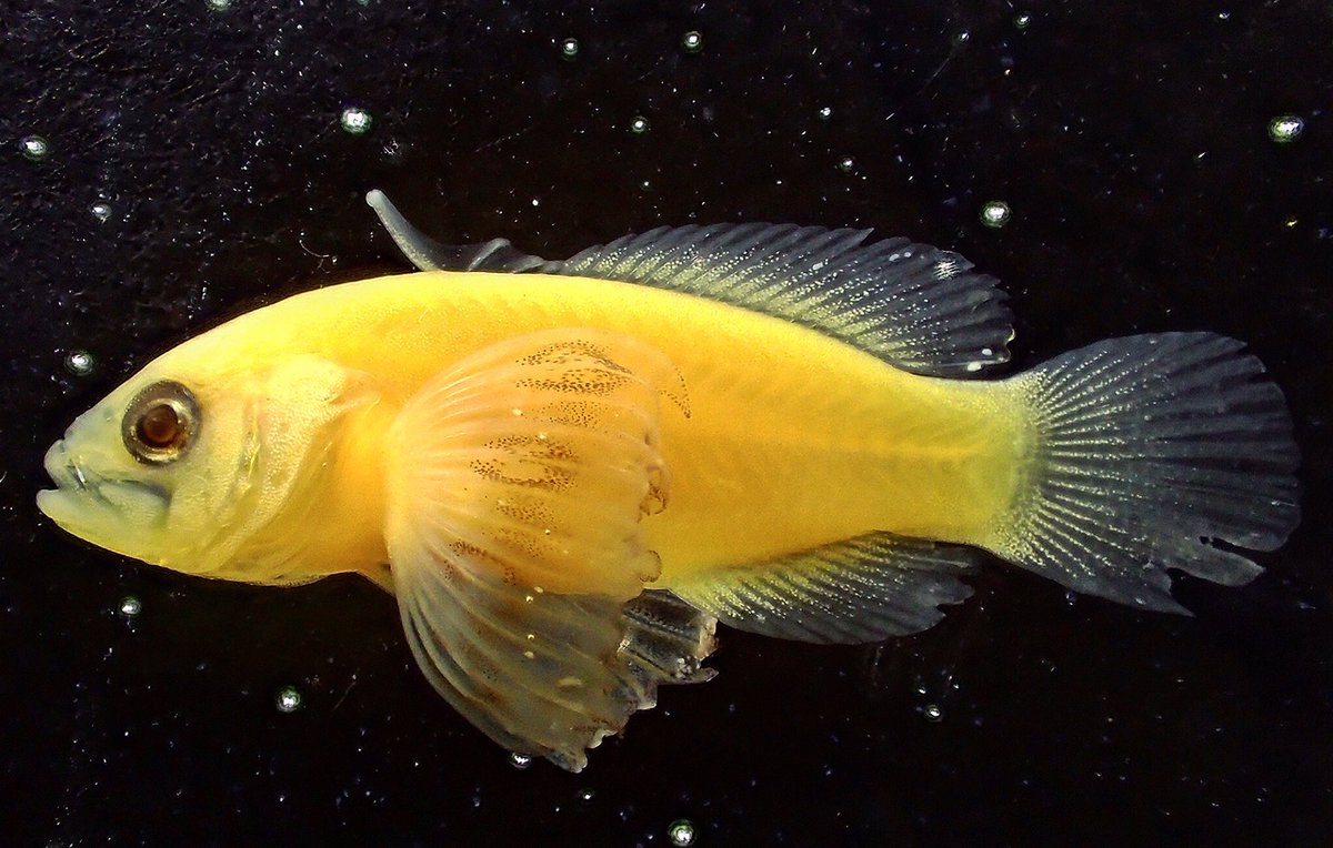 AndrewHarmer2's tweet photo. Here is a juvenile #soapfish, #Rypticus, which is in the #seabass family #Serranidae. #LFW2016_VIMS #NSFCSBR https://t.co/0lFATXQYq8
