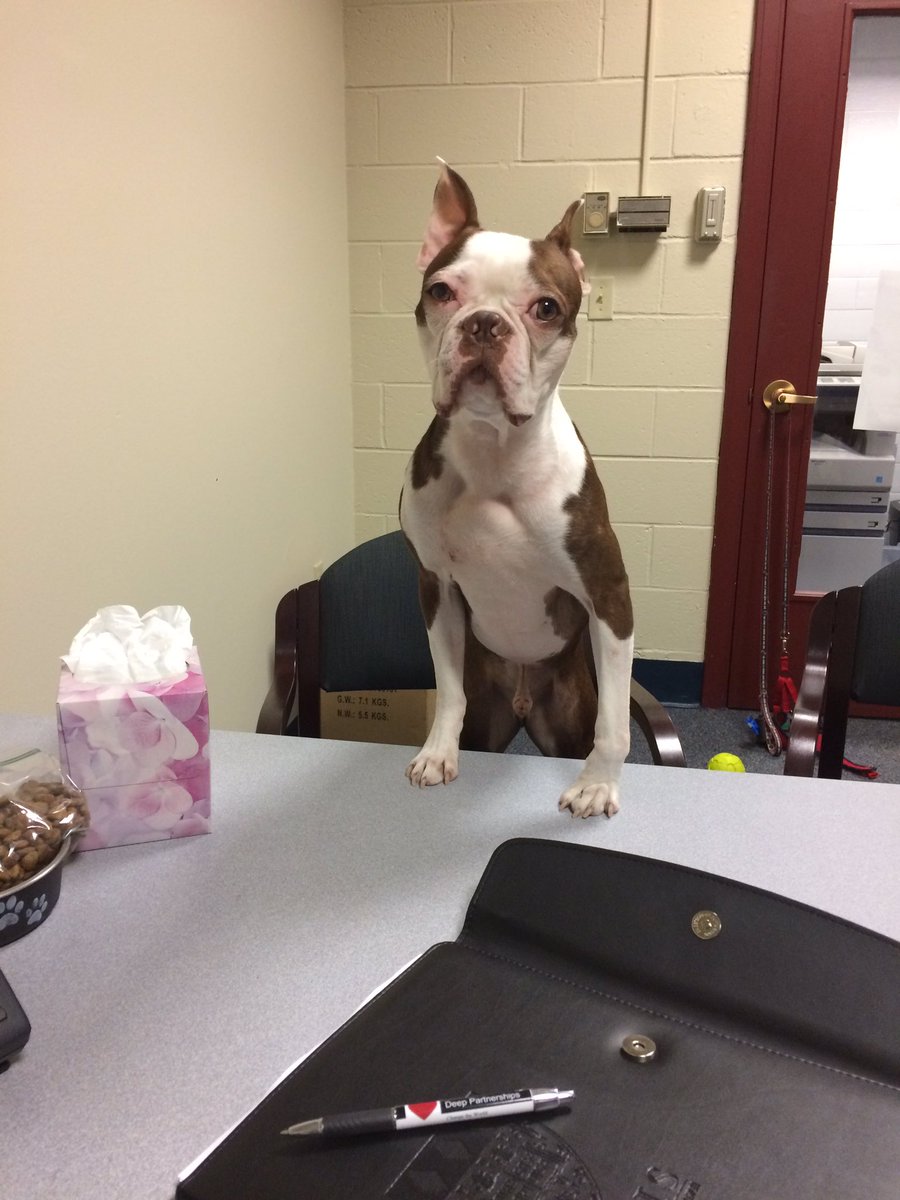 kelt303's tweet photo. Teddy's first conduct meeting was not as developmental as I hoped. #SAdog #learningmoments #roomforgrowth https://t.co/poeFrSMqnI