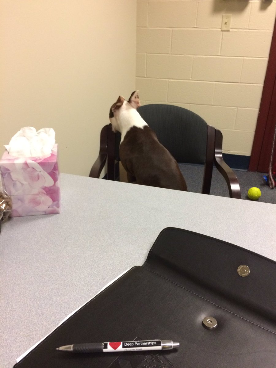 kelt303's tweet photo. Teddy's first conduct meeting was not as developmental as I hoped. #SAdog #learningmoments #roomforgrowth https://t.co/poeFrSMqnI
