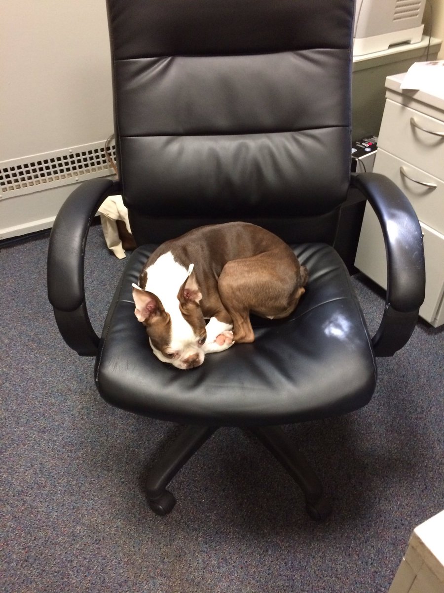 kelt303's tweet photo. Teddy's first conduct meeting was not as developmental as I hoped. #SAdog #learningmoments #roomforgrowth https://t.co/poeFrSMqnI
