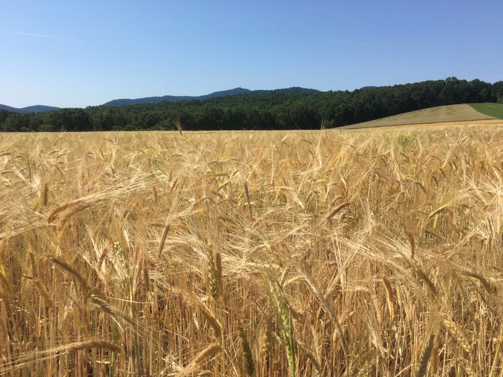 The barley fields are looking good; great beer is coming.