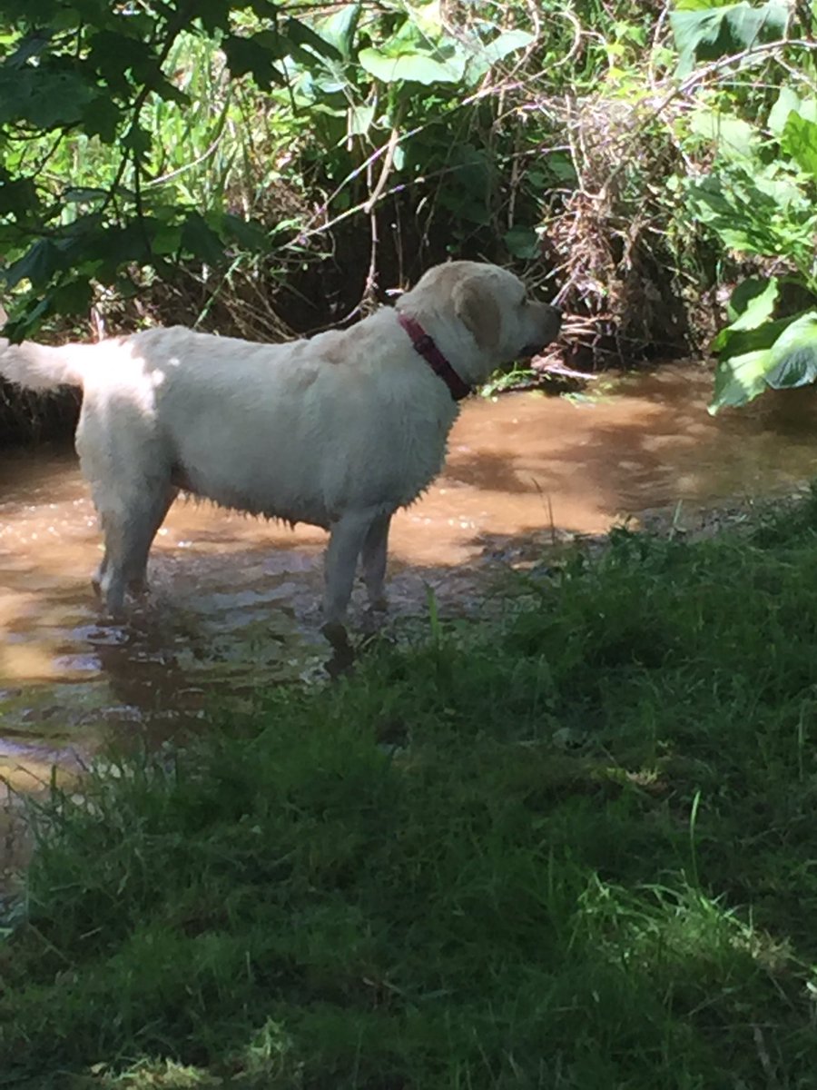 HBFKennel's tweet photo. https://t.co/9RvwHDKJPz