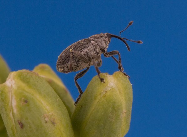 Thank you <a href="/Megarhyssa/">Shelley Barkley 🐞🦋📷🐛</a> for sharing your excellent weevil photos for bit.ly/23cyi2e #canola #westcdnag
