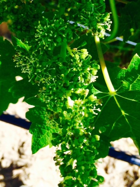 Flowering begins.  #2016vintage #LIcharacter