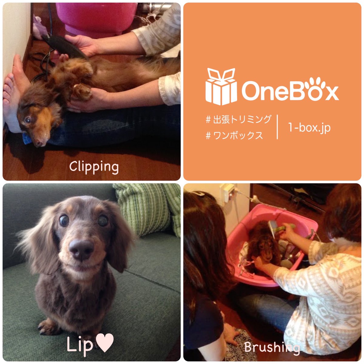 OneBox_'s tweet image. ミニチュアダックスのリップちゃん🐶
出張トリマーさんに抱っこしてもらいながら可愛くトリミングしてもらいました♫
1-box.jp
#出張トリミング  #ワンボックス #ダックスフンド #ダックスフント