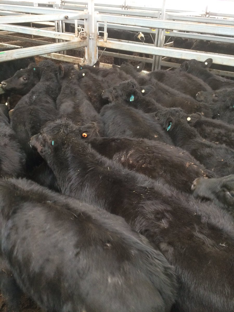 boyley22's tweet photo. Steers $4.37 at Barnawartha Store Sale https://t.co/CxmyqaLrv0