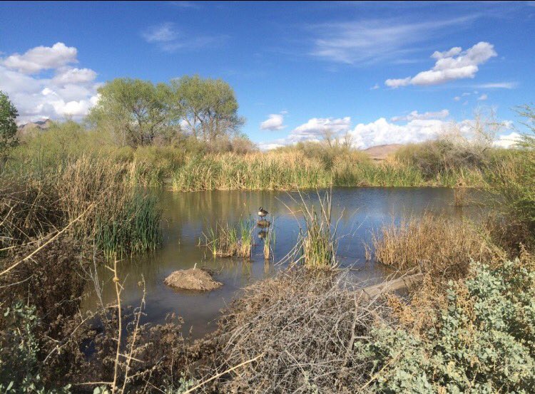 ClarkCountyNV's tweet photo. Get an introduction to @CCWetlandsPark w/an early morning walk Sat. https://t.co/888ARh2AUI #Vegas https://t.co/P0Jg0XH8uR